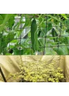 Scrog file, bitki yetiştirme ağı, (150 x 150 cm) elastik kafes ağı, 6 kancalı, elastik ağ kafesi, bitki yetiştirme çadırı, iç mekan bitkisi, hidroponik yetiştirme odası, elastik file