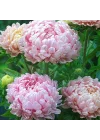 Soft Pembe Ponpon Aster Çiçeği Tohumu (50 tohum)