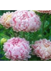 Soft Pembe Ponpon Aster Çiçeği Tohumu (50 tohum)