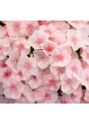 Somon Floks F1 Tohumu (25 Tohum)