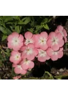 Somon Floks F1 Tohumu (25 Tohum)