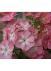 Somon Floks F1 Tohumu (25 Tohum)