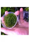 Spiky Moss Kutu Canlı Bitki