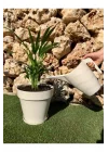 Sulama Kabı 2 Lt Krem Çiçek Bahçe Bitki