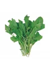 TERE İNCE (ÇOKLU TOHUM) - 10 Gram