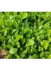 TERE İNCE (ÇOKLU TOHUM) - 10 Gram