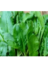 TERE İNCE (ÇOKLU TOHUM) - 10 Gram