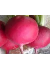 Turp İri Tohumu - Aksel 10 gr