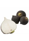 TURP SİYAH (ÇOKLU TOHUM) - 5 Gram