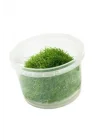 Utricularia Graminifolia In Vitro Canlı Bitki