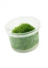 Utricularia Graminifolia In Vitro Canlı Bitki