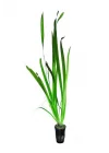 Vallisneria Gigantea Dev Saz Saksı Canlı Bitki
