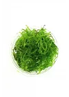 Vesicularia Dubyana Java Moss Cup Canlı Bitki