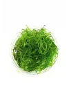 Vesicularia Dubyana Java Moss Cup Canlı Bitki