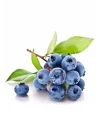 Yaban Mersini Tohumu Blueberry Tohumu
