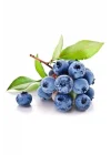 Yaban Mersini Tohumu Blueberry Tohumu
