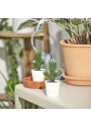 Yapay bitki, yeşil, 6 cm, kaktüs, iç/dış mekan