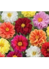 Yıldız Dahlia Çiçeği Tohumu (Bodur Mini Çiçekli) Karışık Renkli - 5 tohum