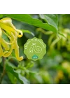 Ylang Ylang Yağı 20 ML