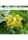 Ylang Ylang Yağı 20 ML