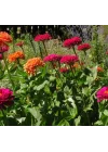 Zinnia - Kirli Hanım Tohumu (Dev çiçekli, Uzun Boylu) - Kırmızı Renkli - 5 Tohum
