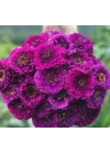 Zinnia - Kirli Hanım Tohumu (Dev çiçekli, Uzun Boylu) - Mor Renkli - 5 Tohum