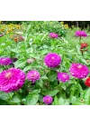 Zinnia - Kirli Hanım Tohumu (Dev çiçekli, Uzun Boylu) - Mor Renkli - 5 Tohum
