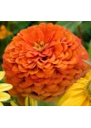 Zinnia - Kirli Hanım Tohumu (Dev çiçekli, Uzun Boylu) - Turuncu Renkli - 5 Tohum
