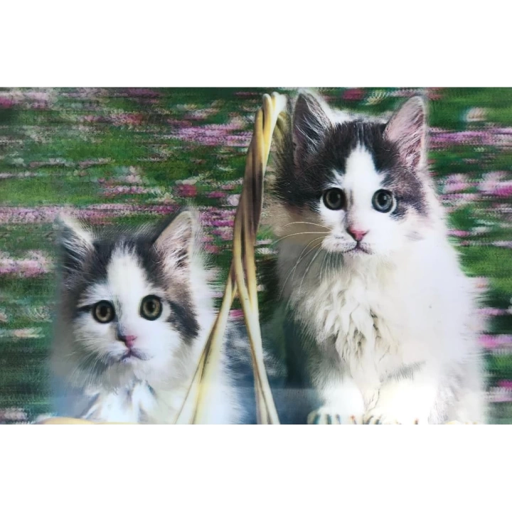 BFS Nessiworld  5D Elmas Boyama  mli Kediler İkili Kedi Resmi Tablosu 40x60 cm