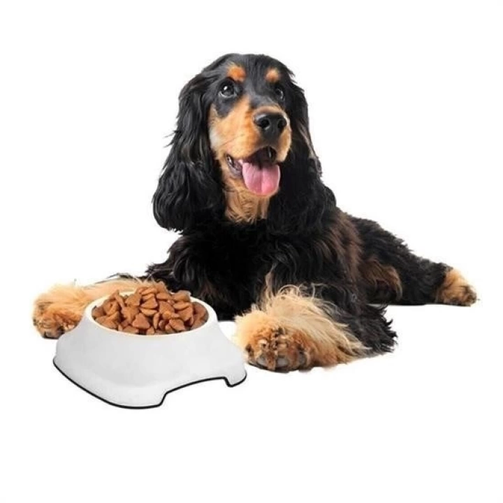 BFS  Silikon Kaydırmaz Taban Plastik Kedi ve Köpek Mama ve Su Kabı 2 L