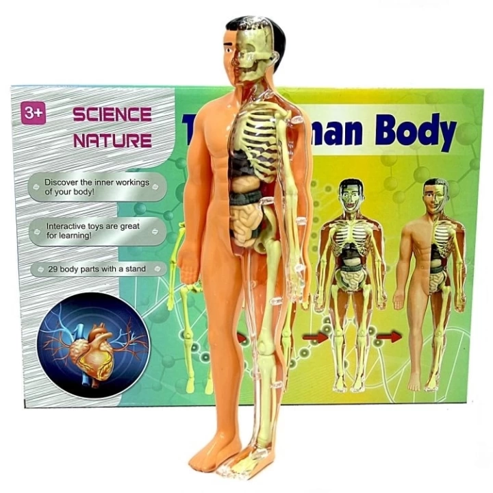 BFS   The Human Body İnsan Vücudu 3D Eğitim Seti 3302