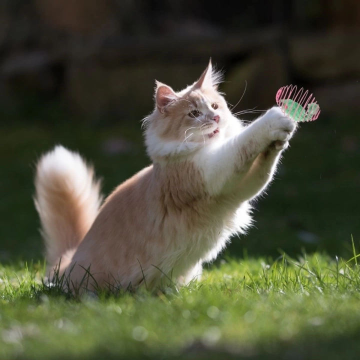 BFS  Yaylı Metal Fareli Kafes Kedi Oyun Topu Sıçrayan Spiral Kedi Topu