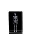 3D Kristal İnsan İskeleti Modeli