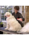 BFS  23 KG Üzeri Uzun Tüylü Köpekler İçin Tüy Toplayıcı Ergonomik Tarak