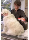 BFS  23 KG Üzeri Uzun Tüylü Köpekler İçin Tüy Toplayıcı Ergonomik Tarak