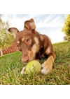 BFS   3lü Renkli Desenli Tenis Topu Kedi Köpek Oyuncağı