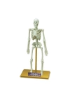 BFS   Bilim Seti : İnsan İskeleti