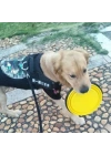 BFS  Katlanabilir Kedi Köpek Mama ve Su Kabı Köpek Oyuncağı