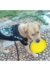 BFS  Katlanabilir Kedi Köpek Mama ve Su Kabı Köpek Oyuncağı