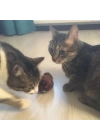 BFS  Kurmalı Kedi Eğitim Oyuncağı Tüylü Peluş Fare Yakalama İnteraktif Sevimli Eğlenceli Oyuncak