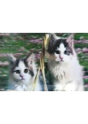 BFS Nessiworld  5D Elmas Boyama  mli Kediler İkili Kedi Resmi Tablosu 40x60 cm