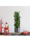 BFS  Saksılı Bitki Tasarımlı Yapışkanlı Sticker Resim 90*30 cm MC-665