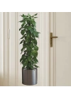 BFS  Saksılı Bitki Tasarımlı Yapışkanlı Sticker Resim 90*30 cm MC-665