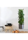 BFS  Saksılı Bitki Tasarımlı Yapışkanlı Sticker Resim 90*30 cm MC-665