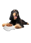 BFS  Silikon Kaydırmaz Taban Plastik Kedi ve Köpek Mama ve Su Kabı 2 L