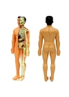 BFS   The Human Body İnsan Vücudu 3D Eğitim Seti 3302