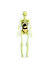 BFS   The Human Body İnsan Vücudu 3D Eğitim Seti 3302