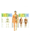 BFS   The Human Body İnsan Vücudu 3D Eğitim Seti 3302