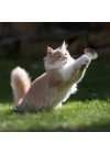BFS  Yaylı Metal Fareli Kafes Kedi Oyun Topu Sıçrayan Spiral Kedi Topu