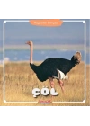 Çöl - Hayvanlar Dünyası